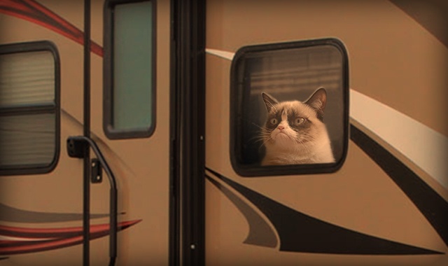 , Can your Cat Camp? A Guide To Feline Friendly RV&#8217;ing