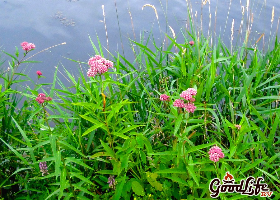 Beed's Lake Campground Review Flowers